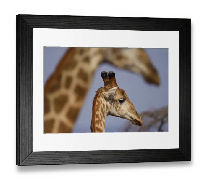 Framed Print : Southern Giraffe (Giraffa camelopardalis) two, with one in foreground, Zimanga Private Framed Print : Southern Giraffe (Giraffa camelopardalis) two, with one in foreground, Zimanga Private
