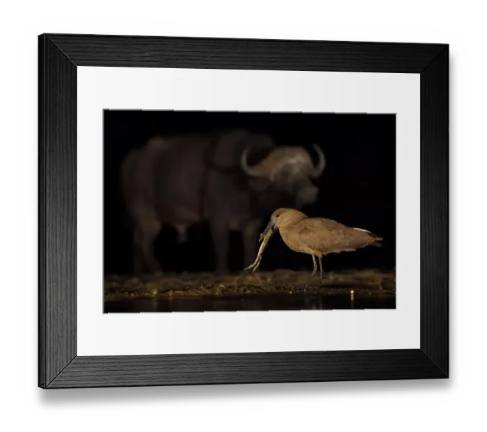 Framed Print : Hammerkop / Hammerhead stork (Scopus umbretta) eating a toad, with an African buffalo Framed Print : Hammerkop / Hammerhead stork (Scopus umbretta) eating a toad, with an African buffalo