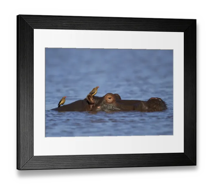 Framed Print : RF - Hippopotamus, (Hippopotamus amphibius), Zimanga Private Nature Reserve, KwaZulu Natal Framed Print : RF - Hippopotamus, (Hippopotamus amphibius), Zimanga Private Nature Reserve, KwaZulu Natal