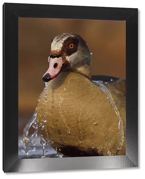 Egyptian goose (Alopochen aegyptiacus) bathing, Zimanga Private Nature Reserve, KwaZulu Natal