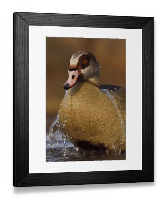 Framed Print : Egyptian goose (Alopochen aegyptiacus) bathing, Zimanga Private Nature Reserve, KwaZulu Natal Framed Print : Egyptian goose (Alopochen aegyptiacus) bathing, Zimanga Private Nature Reserve, KwaZulu Natal