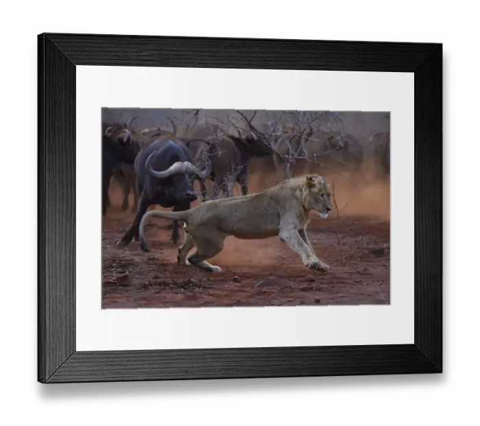 Framed Print : African lion, (Panthera leo) confronted by a herd of African buffalo / Cape buffalo Framed Print : African lion, (Panthera leo) confronted by a herd of African buffalo / Cape buffalo