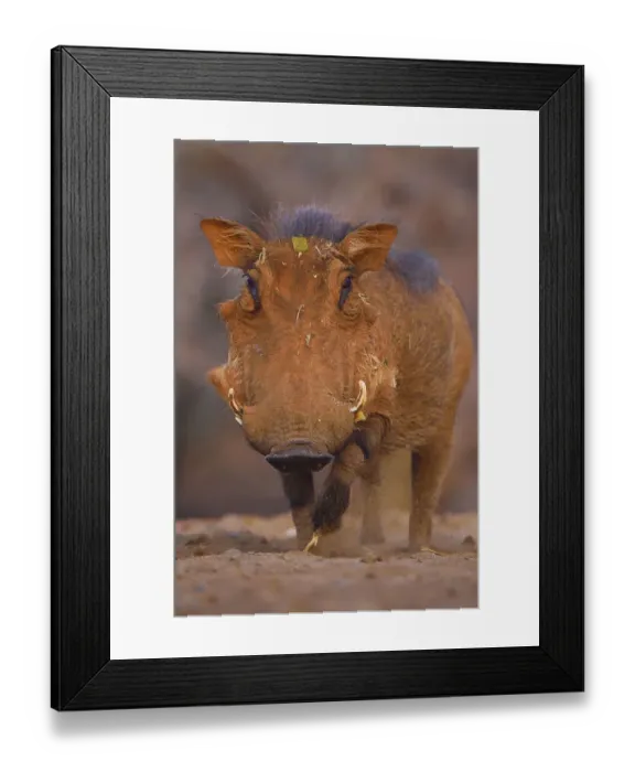 Framed Print : Common Warthog (Phacochoerus africanus) portrait, Zimanga Private Nature Reserve, KwaZulu Natal