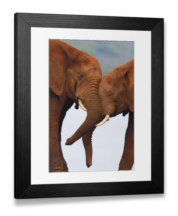 Framed Print : African bush elephant, (Loxodonta africana) two head to head playing, Zimanga Private Framed Print : African bush elephant, (Loxodonta africana) two head to head playing, Zimanga Private