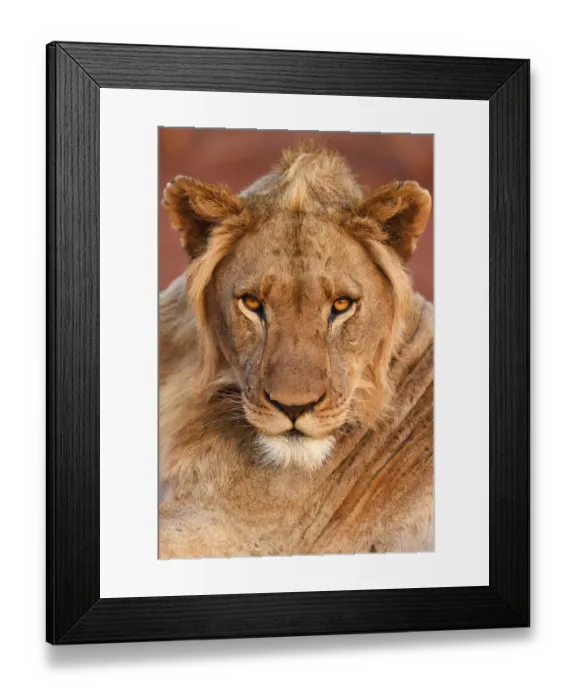 Framed Print : African lion (Panthera leo) young male, portrait, Zimanga Private Nature Reserve