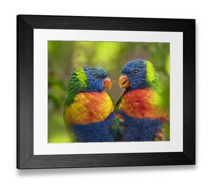 Framed Print : RF - Rainbow lorikeet (Trichoglossus moluccanus) portrait, captive, with digitally Framed Print : RF - Rainbow lorikeet (Trichoglossus moluccanus) portrait, captive, with digitally