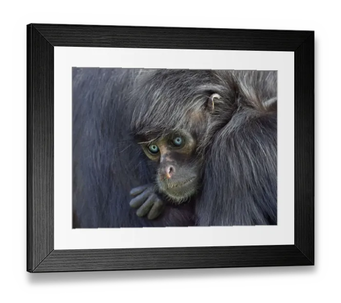 Framed Print : RF - Young Black headed spider monkey (Ateles fusciceps) with blue eyes, captive Framed Print : RF - Young Black headed spider monkey (Ateles fusciceps) with blue eyes, captive