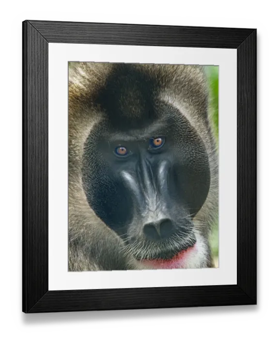 Framed Print : Drill (Mandrillus leucophaeus) male portrait, captive