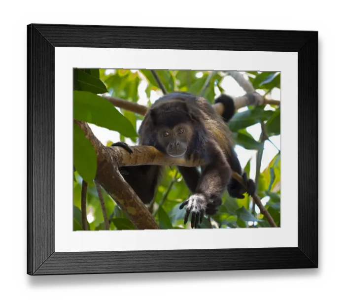 Framed Print : Howler monkey (Alouatta caraya) resting, Costa Rica Framed Print : Howler monkey (Alouatta caraya) resting, Costa Rica