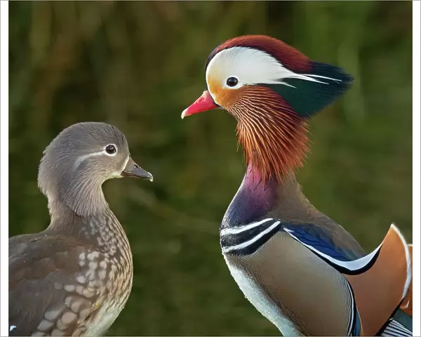 Portrait of a Mandarin duck (Aix sponsa) male animal and female. UK. Introduced species