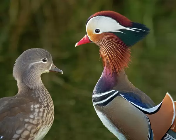 Portrait of a Mandarin duck (Aix sponsa) male animal and female. UK. Introduced species