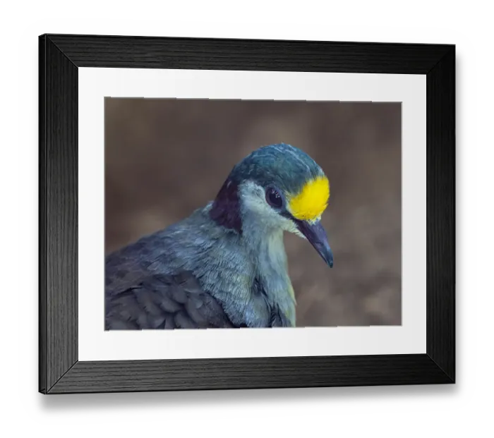 Framed Print : Sulawesi ground-dove (Gallicolumba tristigmata) captive Framed Print : Sulawesi ground-dove (Gallicolumba tristigmata) captive