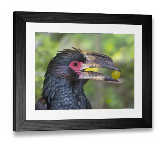 Framed Print : Trumpeter hornbill (Bycanistes bucinator) feeding, captive Framed Print : Trumpeter hornbill (Bycanistes bucinator) feeding, captive