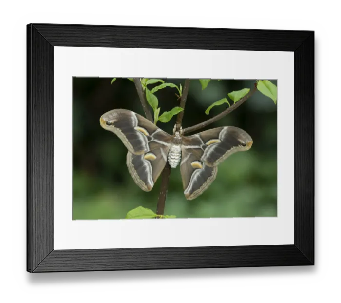 Framed Print : Eri silkmoth (Samia ricini) Zhejiang, China Framed Print : Eri silkmoth (Samia ricini) Zhejiang, China