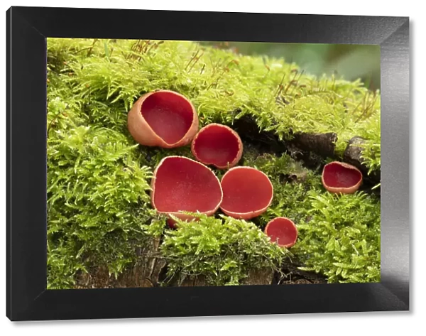 Scarlet elf cup fungus (Sarcoscypha coccinea) Clare Glen, Tandragee, County Armagh