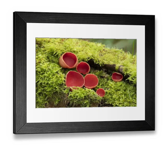 Framed Print : Scarlet elf cup fungus (Sarcoscypha coccinea) Clare Glen, Tandragee, County Armagh Framed Print : Scarlet elf cup fungus (Sarcoscypha coccinea) Clare Glen, Tandragee, County Armagh