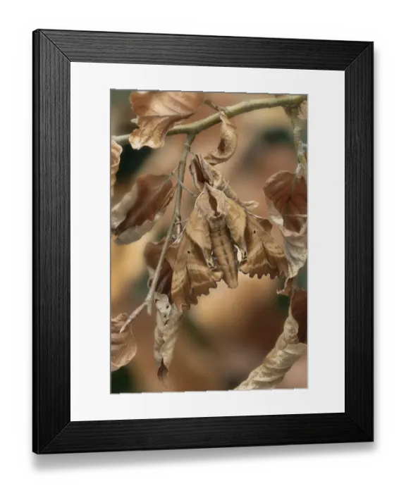 Framed Print : Blinded sphinx moth (Paonias excaecatus) Lac-Drolet Province, Quebec, Canada Framed Print : Blinded sphinx moth (Paonias excaecatus) Lac-Drolet Province, Quebec, Canada