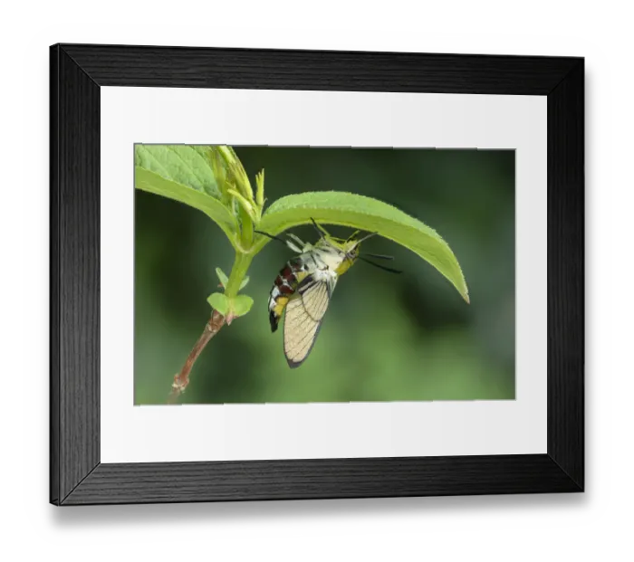 Framed Print : Coffee bee hawk moth (Cephaonodes hylas) Amagasaki City, Hyogo, Japan Framed Print : Coffee bee hawk moth (Cephaonodes hylas) Amagasaki City, Hyogo, Japan