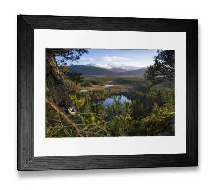 Framed Print : Crested tit (Lophophanes cristatus) perched above pine forest with a series of small Framed Print : Crested tit (Lophophanes cristatus) perched above pine forest with a series of small