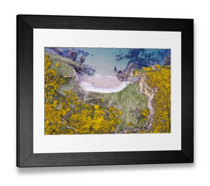 Framed Print : Clashach cove surrounded by flowering Gorse (Ulex europaeus) Hopeman, Scotland, UK, May Framed Print : Clashach cove surrounded by flowering Gorse (Ulex europaeus) Hopeman, Scotland, UK, May