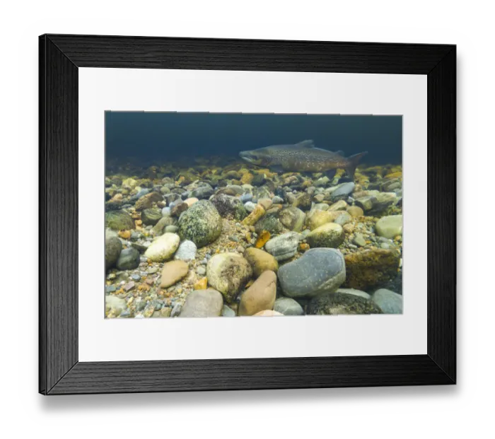 Framed Print : Atlantic salmon (Salmo salar) on breeding territory in the River Ness, Scotland, UK, January Framed Print : Atlantic salmon (Salmo salar) on breeding territory in the River Ness, Scotland, UK, January