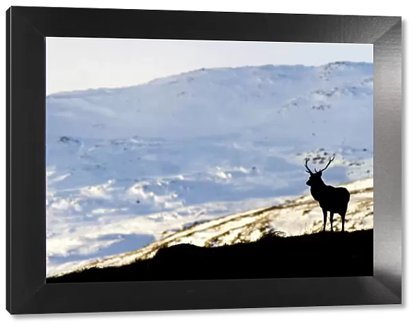 Red deer stag (Cervus elaphus) silhouetted against a snow covered mountain