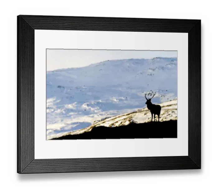 Framed Print : Red deer stag (Cervus elaphus) silhouetted against a snow covered mountain Framed Print : Red deer stag (Cervus elaphus) silhouetted against a snow covered mountain
