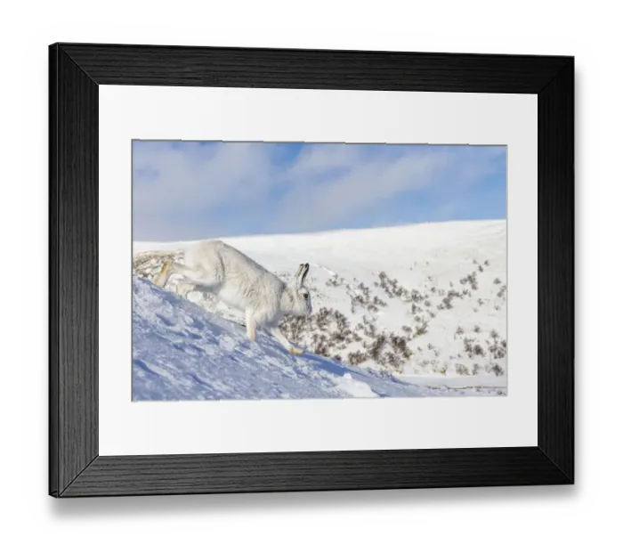 Framed Print : Mountain hare (Lepus timidus) runs down a snowy mountain side. Monadhliath Mountains, Scotland Framed Print : Mountain hare (Lepus timidus) runs down a snowy mountain side. Monadhliath Mountains, Scotland