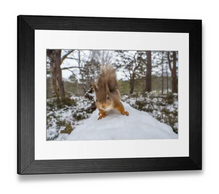 Framed Print : Red squirrel (Sciurus vulgaris) on a snow covered fallen tree in Caledonian Forest Framed Print : Red squirrel (Sciurus vulgaris) on a snow covered fallen tree in Caledonian Forest