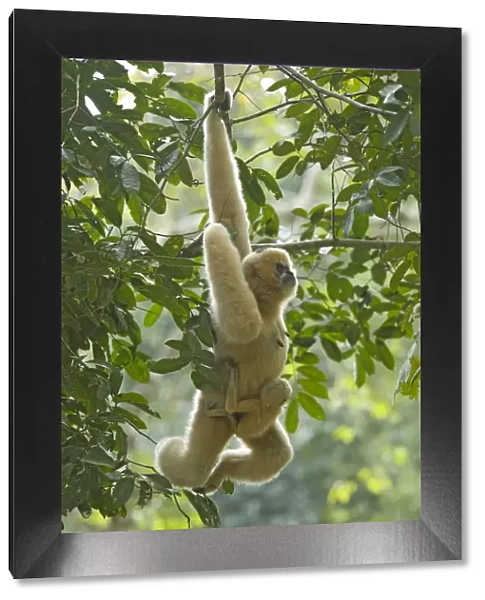 Chinese white cheeked gibbon (Nomascus leucogenys) female hanging from tree, carrying