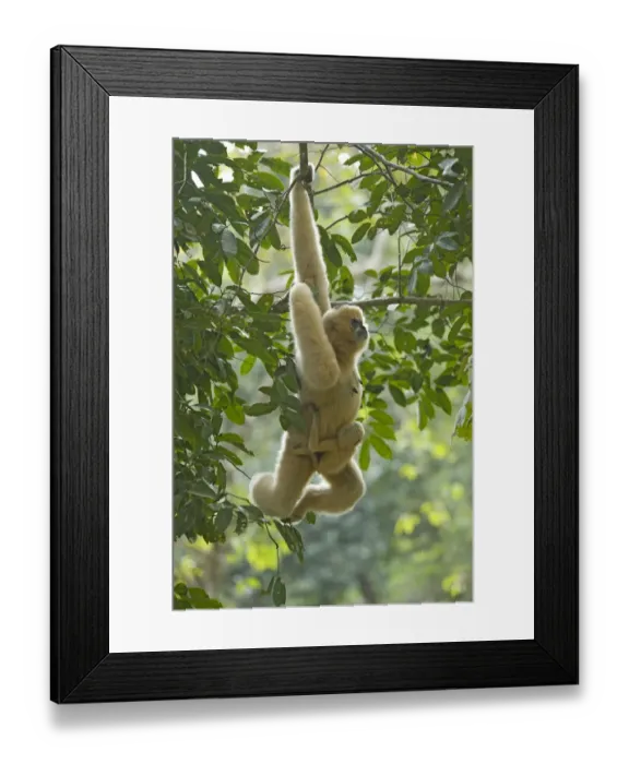 Framed Print : Chinese white cheeked gibbon (Nomascus leucogenys) female hanging from tree, carrying Framed Print : Chinese white cheeked gibbon (Nomascus leucogenys) female hanging from tree, carrying