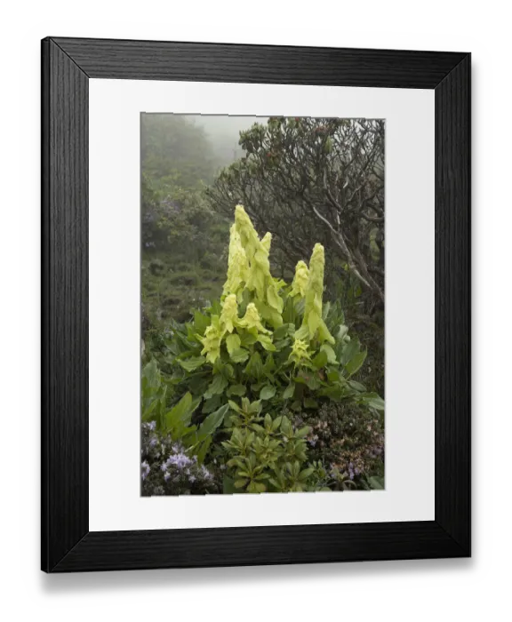Framed Print : Alexanders rhubarb (Rheum alexandrae) and Dwarf purple rhododendron (Rhododendron Framed Print : Alexanders rhubarb (Rheum alexandrae) and Dwarf purple rhododendron (Rhododendron
