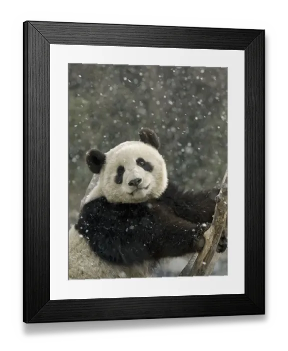 Framed Print : Giant panda (Ailuropoda melanoleuca) portrait, in falling snow. Captive bred, in enclosure Framed Print : Giant panda (Ailuropoda melanoleuca) portrait, in falling snow. Captive bred, in enclosure