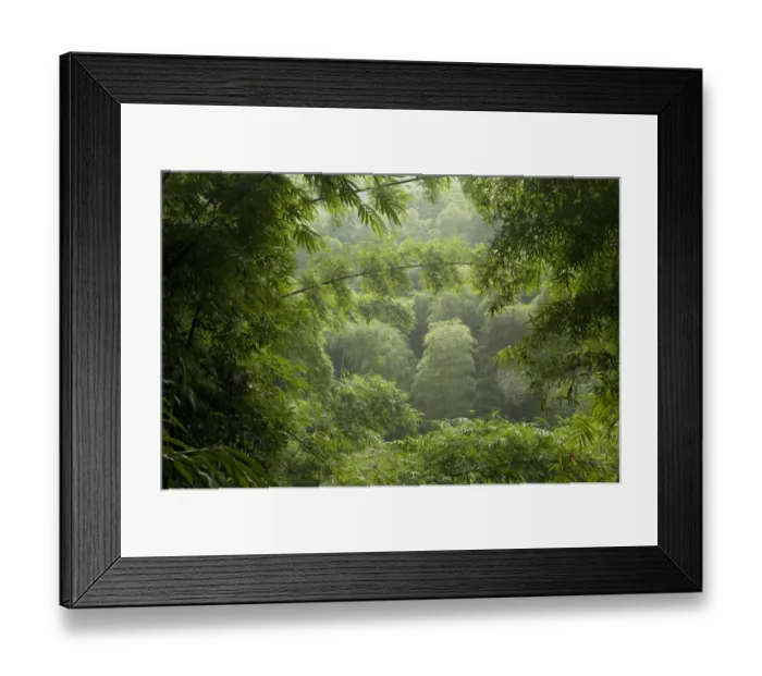 Framed Print : Bamboo (Poaceae spp) with forest in background. Shunan Zhuhai National Park, Sichuan Province Framed Print : Bamboo (Poaceae spp) with forest in background. Shunan Zhuhai National Park, Sichuan Province