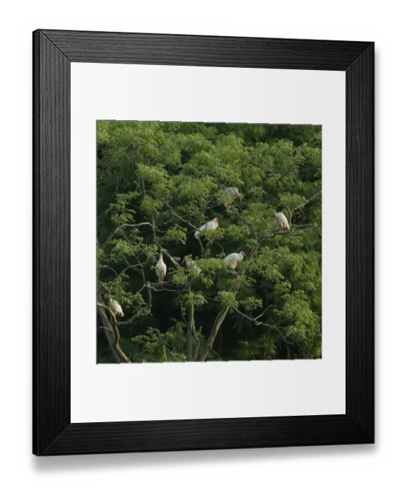 Framed Print : Crested ibis (Nipponia nippon) group roosting in tree at dusk. Captive bred. Yangxian Framed Print : Crested ibis (Nipponia nippon) group roosting in tree at dusk. Captive bred. Yangxian