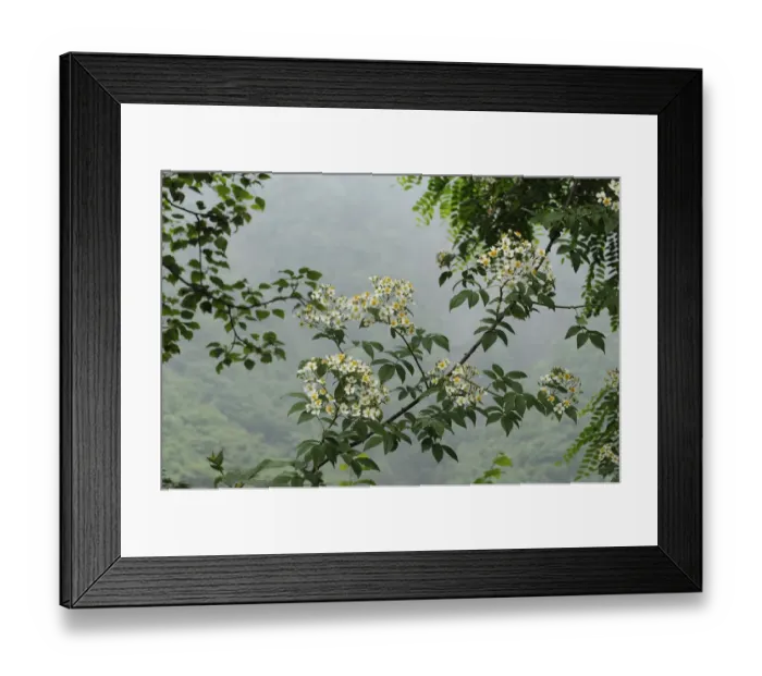 Framed Print : Climbing rose (Rosa filipes) flowering. Wolong, Sichuan Province, China. June Framed Print : Climbing rose (Rosa filipes) flowering. Wolong, Sichuan Province, China. June