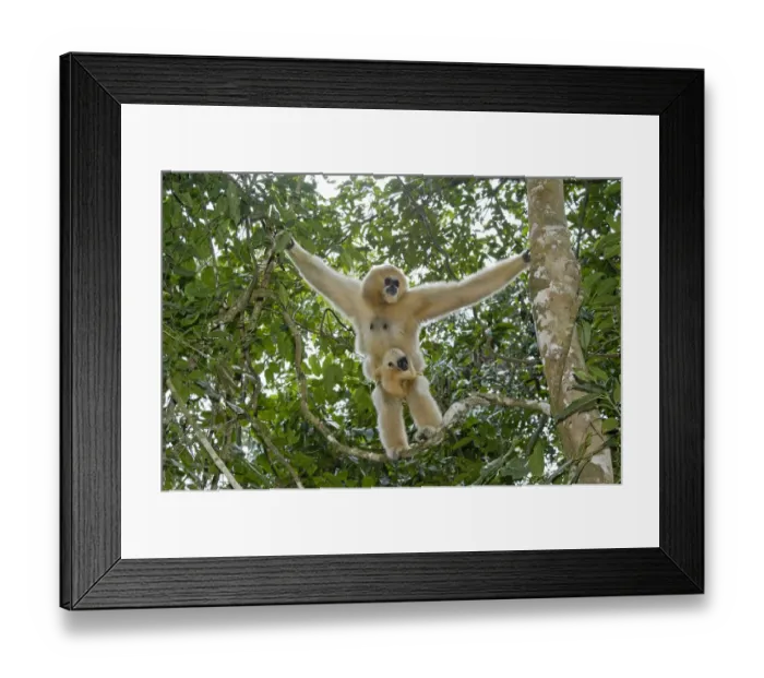 Framed Print : Northern white cheeked gibbon (Nomascus leucogenys) female standing in tree with baby Framed Print : Northern white cheeked gibbon (Nomascus leucogenys) female standing in tree with baby