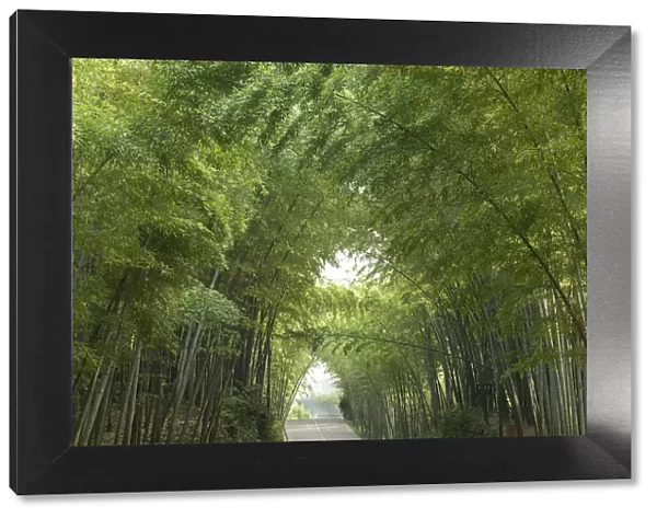 Bamboo (Bambusidae) arch over Jade Corridor road. Shunan Zhuhai National Park, Sichuan Province