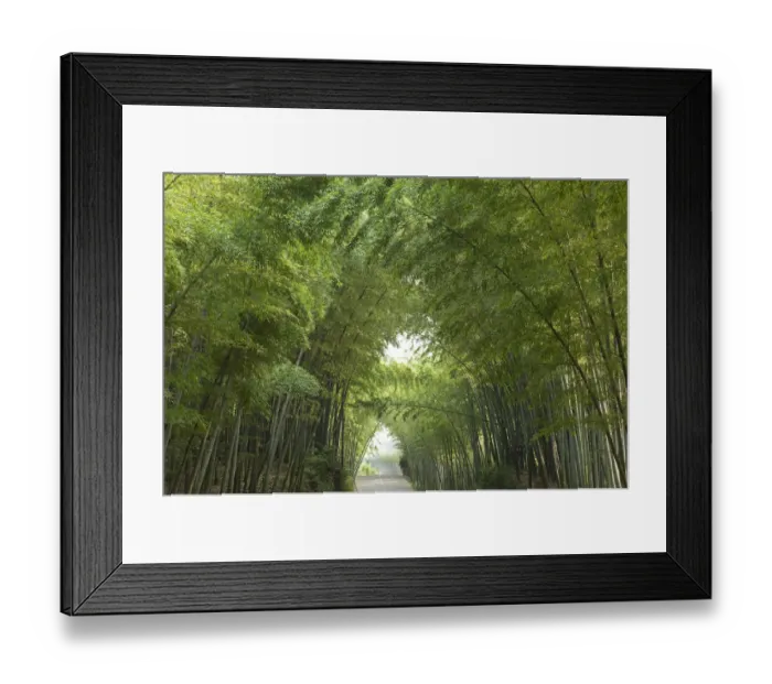 Framed Print : Bamboo (Bambusidae) arch over Jade Corridor road. Shunan Zhuhai National Park, Sichuan Province Framed Print : Bamboo (Bambusidae) arch over Jade Corridor road. Shunan Zhuhai National Park, Sichuan Province
