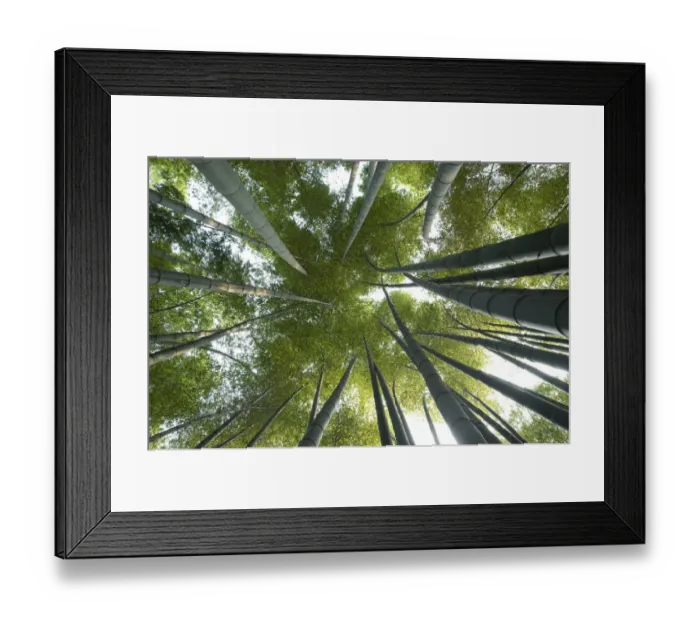 Framed Print : Moso bamboo (Phyllostachys edulis), view upwards into canopy, Shunan Zhuhai National Park Framed Print : Moso bamboo (Phyllostachys edulis), view upwards into canopy, Shunan Zhuhai National Park