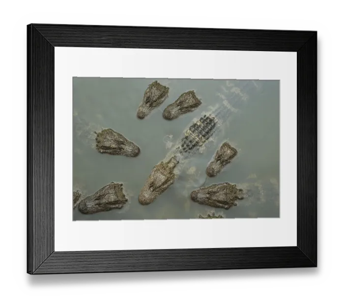 Framed Print : Chinese alligator (Alligator sinensis) group from above, heads above water of Yangtze