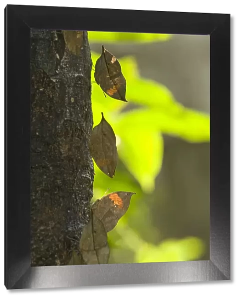 Dead leaf  /  Orange oak leaf (Kallima inachus) butterflies feeding on sap on tree trunk