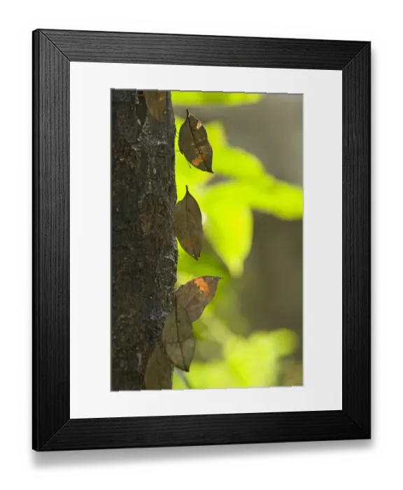 Framed Print : Dead leaf / Orange oak leaf (Kallima inachus) butterflies feeding on sap on tree trunk Framed Print : Dead leaf / Orange oak leaf (Kallima inachus) butterflies feeding on sap on tree trunk