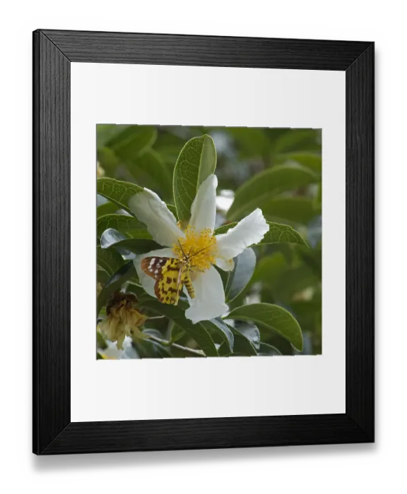 Framed Print : False tiger moth (Dysphania militaris) nectaring on Crapnells camellia (Camellia Framed Print : False tiger moth (Dysphania militaris) nectaring on Crapnells camellia (Camellia