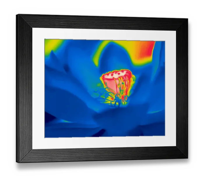 Framed Print : Sacred lotus (Nelumbo nucifera) taken with infra-red thermograph camera Framed Print : Sacred lotus (Nelumbo nucifera) taken with infra-red thermograph camera