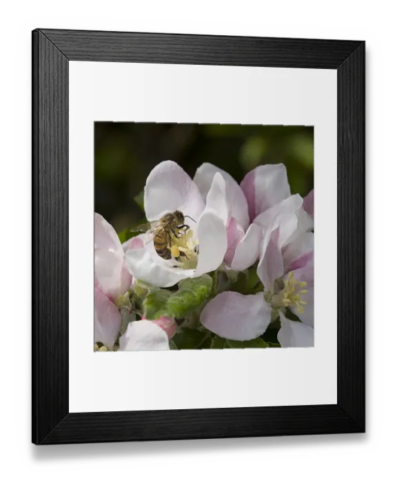 Framed Print : Honey bee (Apis mellifera) forages on pollen in Apple (Malus domestica) flower, collecting Framed Print : Honey bee (Apis mellifera) forages on pollen in Apple (Malus domestica) flower, collecting