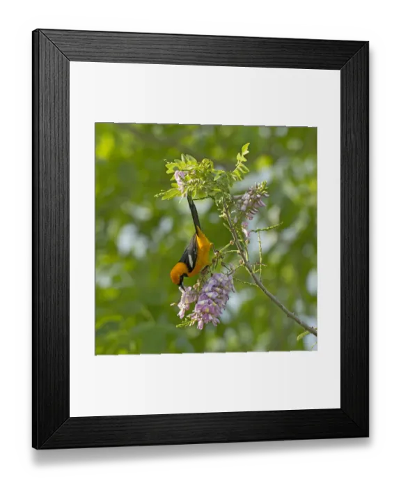 Framed Print : Altamira oriole (Icterus gularis) nectaring on Quickstick / Mother of cocoa tree Framed Print : Altamira oriole (Icterus gularis) nectaring on Quickstick / Mother of cocoa tree