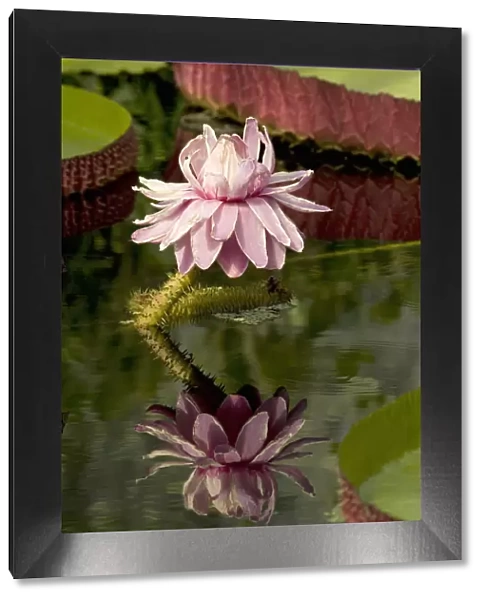 Santa Cruz water lily (Victoria cruziana) flower reflected in pond