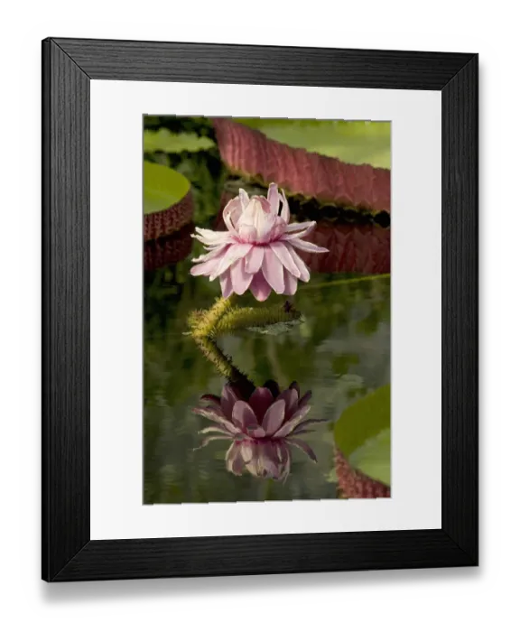 Framed Print : Santa Cruz water lily (Victoria cruziana) flower reflected in pond Framed Print : Santa Cruz water lily (Victoria cruziana) flower reflected in pond