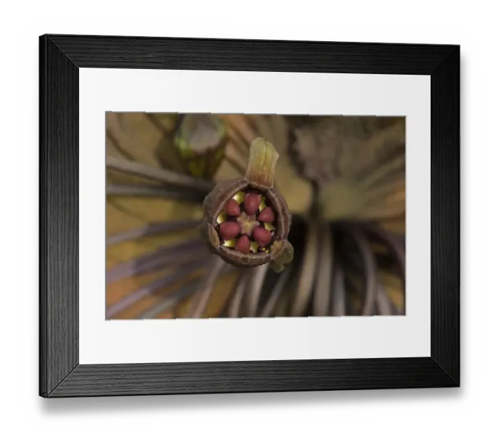 Framed Print : Cats whiskers / Black bat flower (Tacca chantrieri) Framed Print : Cats whiskers / Black bat flower (Tacca chantrieri)